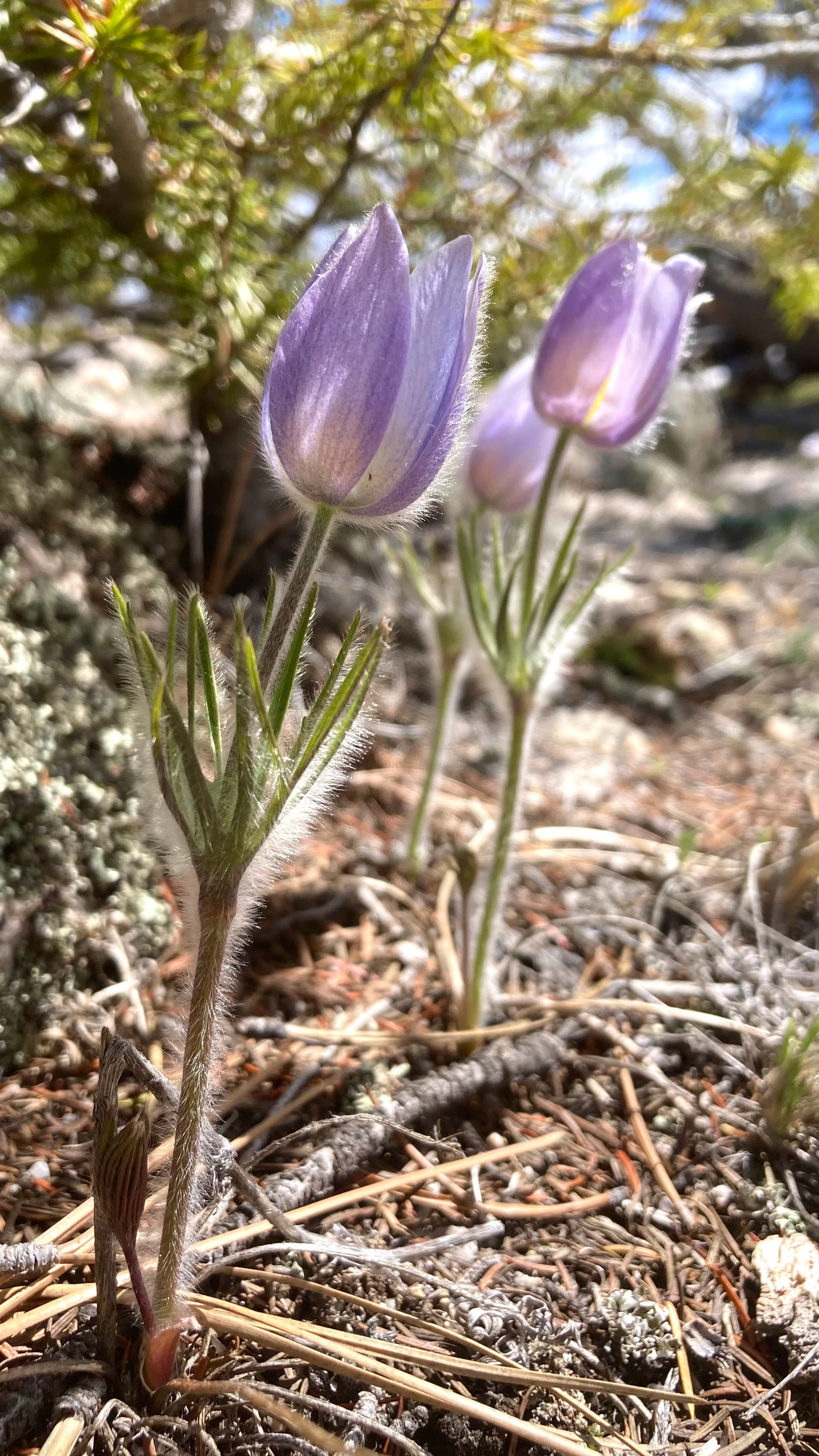 Pasque Flower, American aka Pulsatilla (Pulsatilla patens) - Image 4