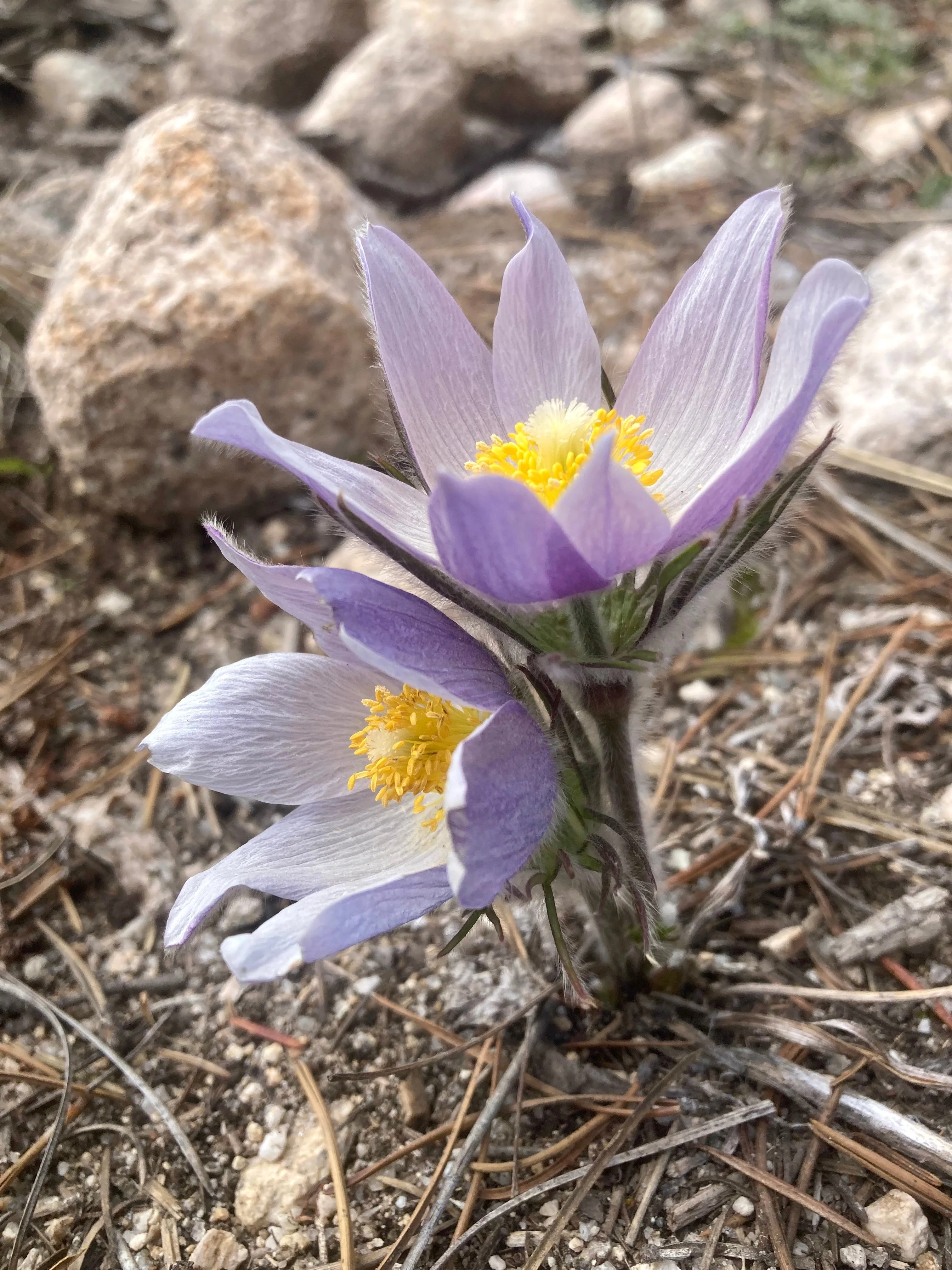Pasque Flower, American aka Pulsatilla (Pulsatilla patens) - Image 5