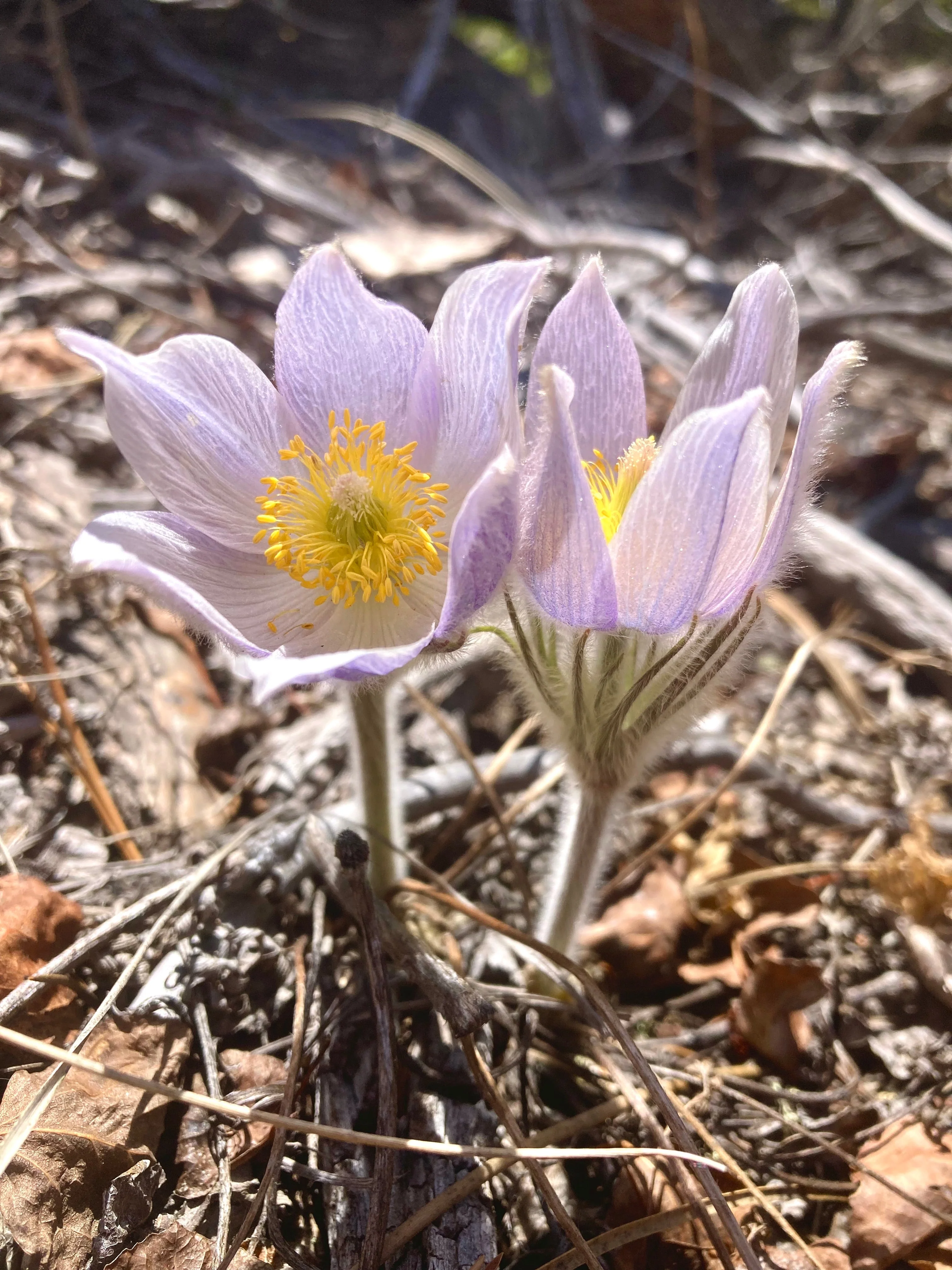 Pasque Flower, American aka Pulsatilla (Pulsatilla patens) - Image 6