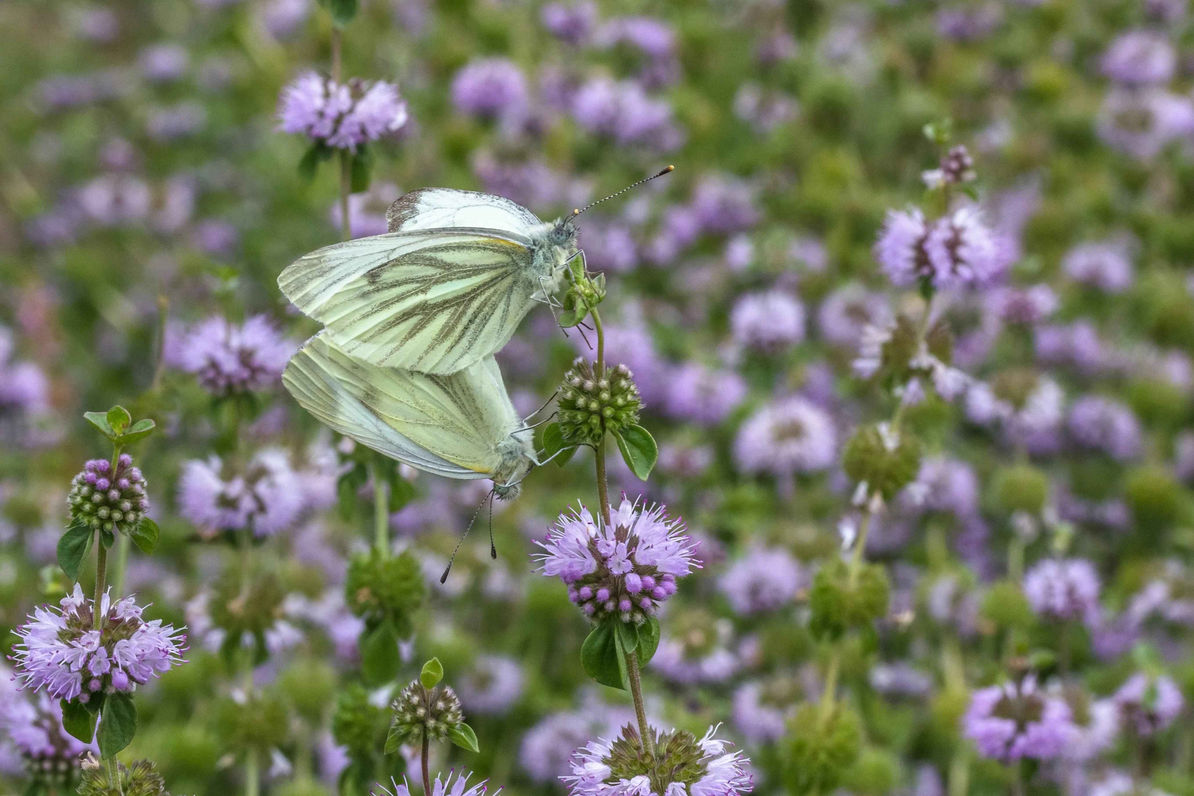 Pennyroyal, European (Mentha pulegium) - Image 2