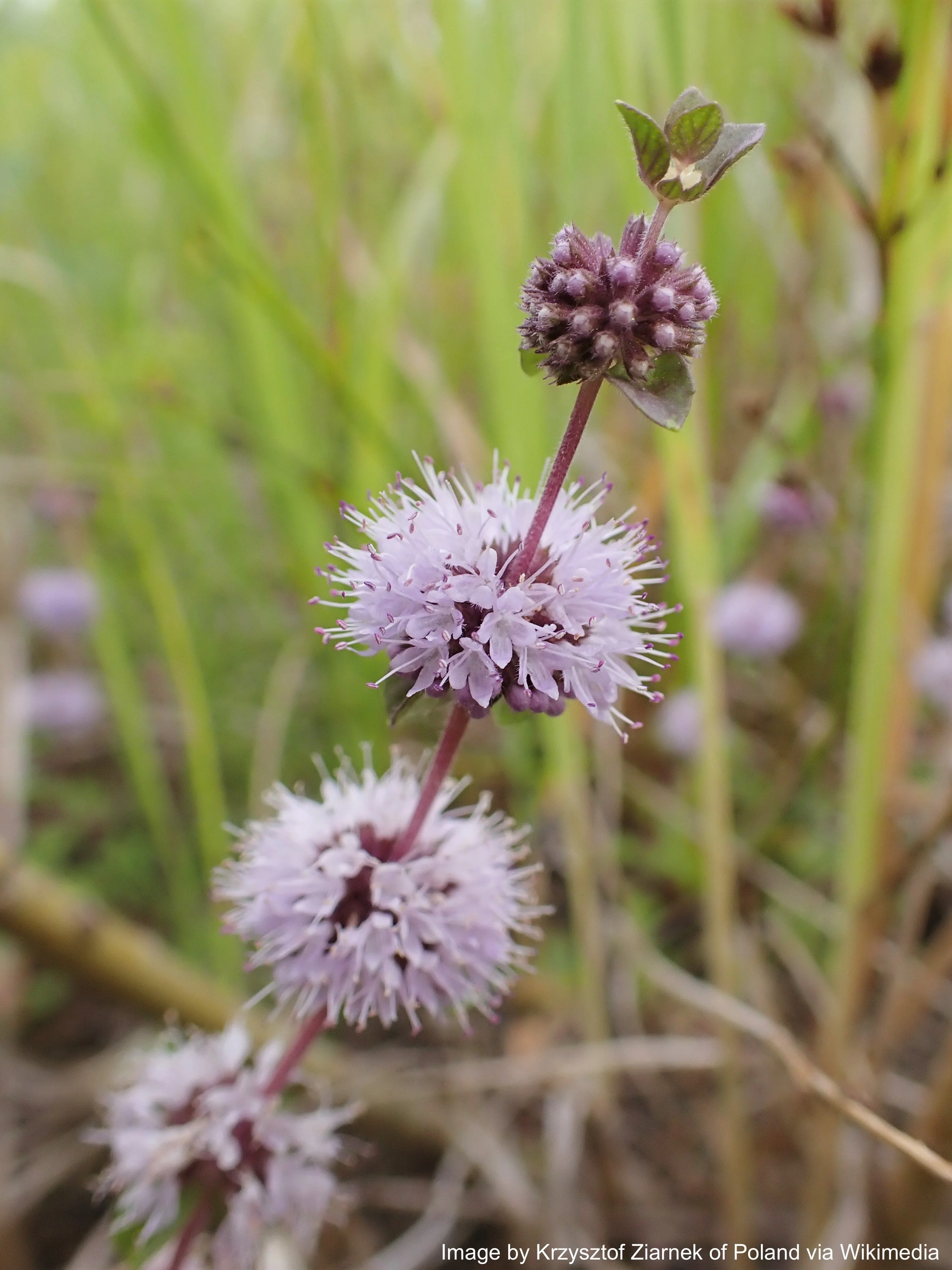 Pennyroyal, European (Mentha pulegium) - Image 3