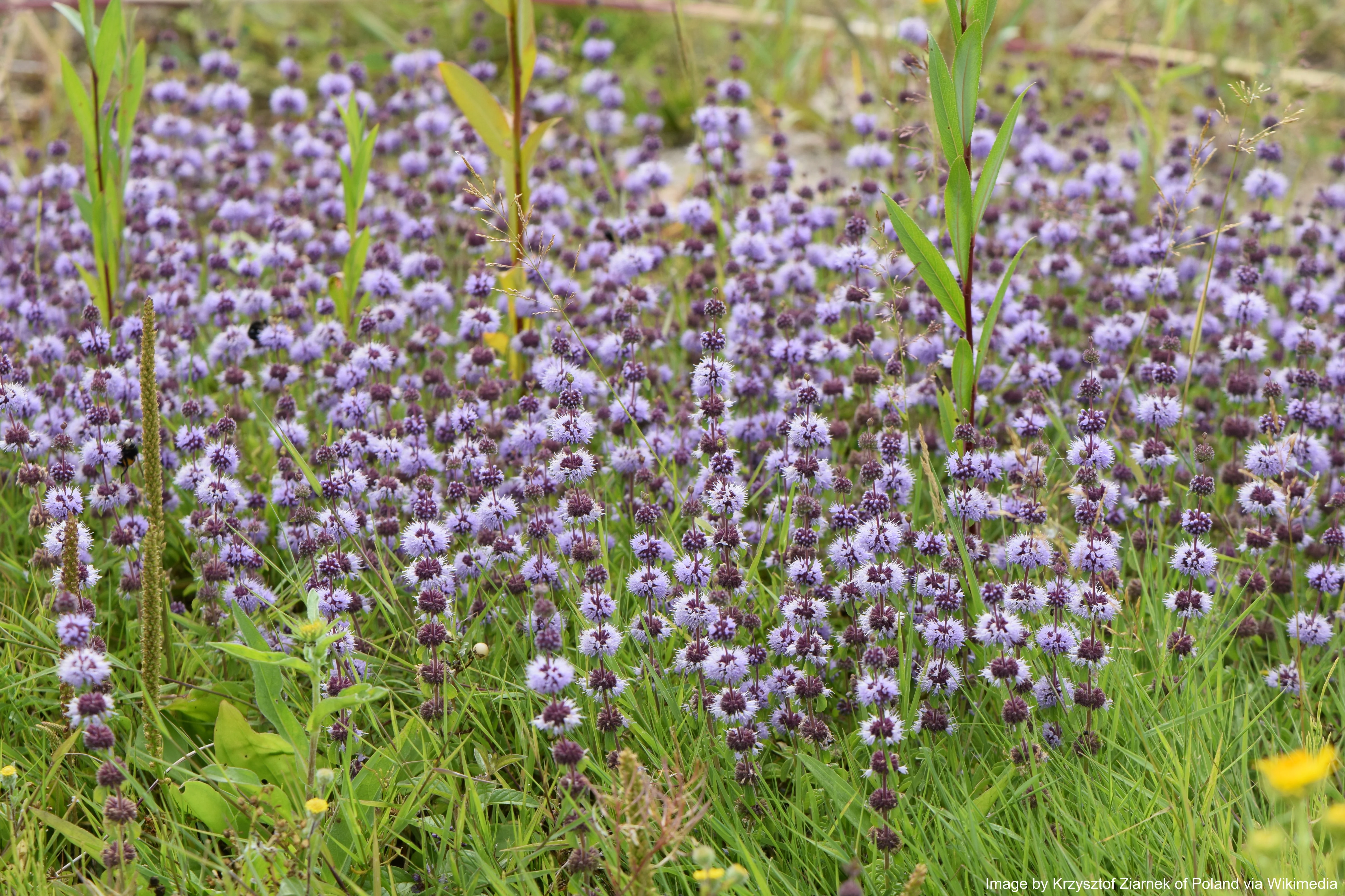 Pennyroyal, European (Mentha pulegium) - Image 4