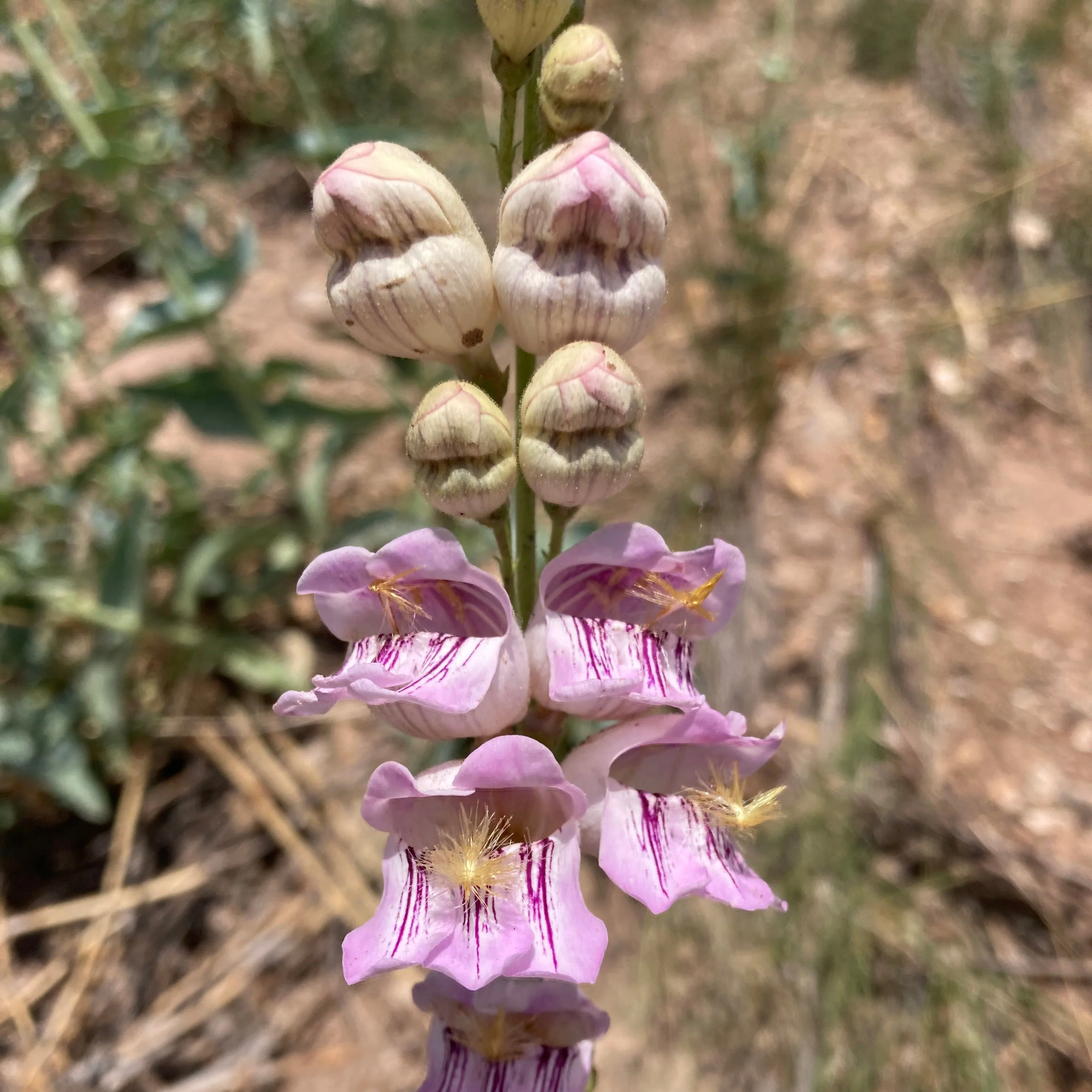 Penstemon, Palmer's Scented (Penstemon palmeri)