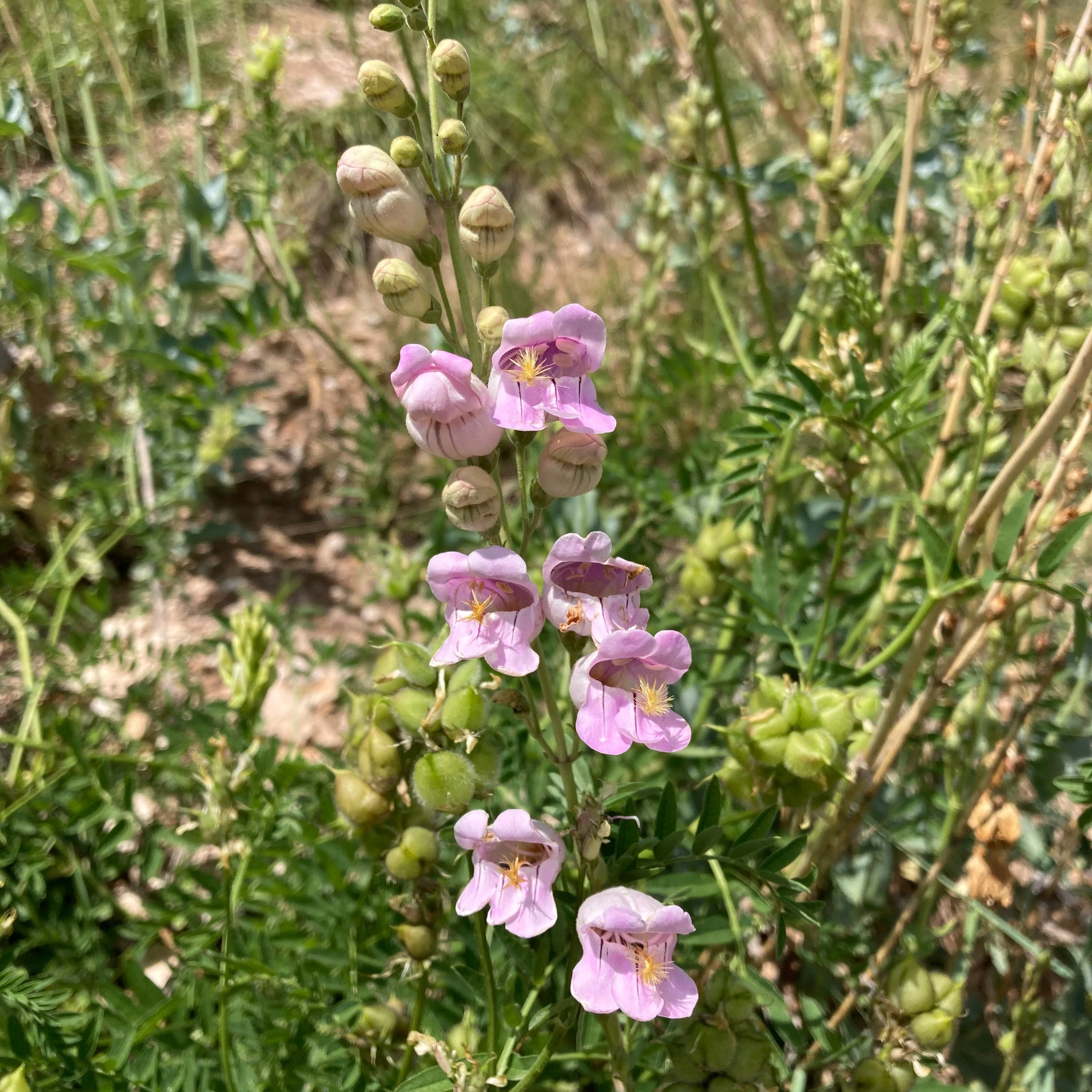 Penstemon, Palmer's Scented (Penstemon palmeri) - Image 7