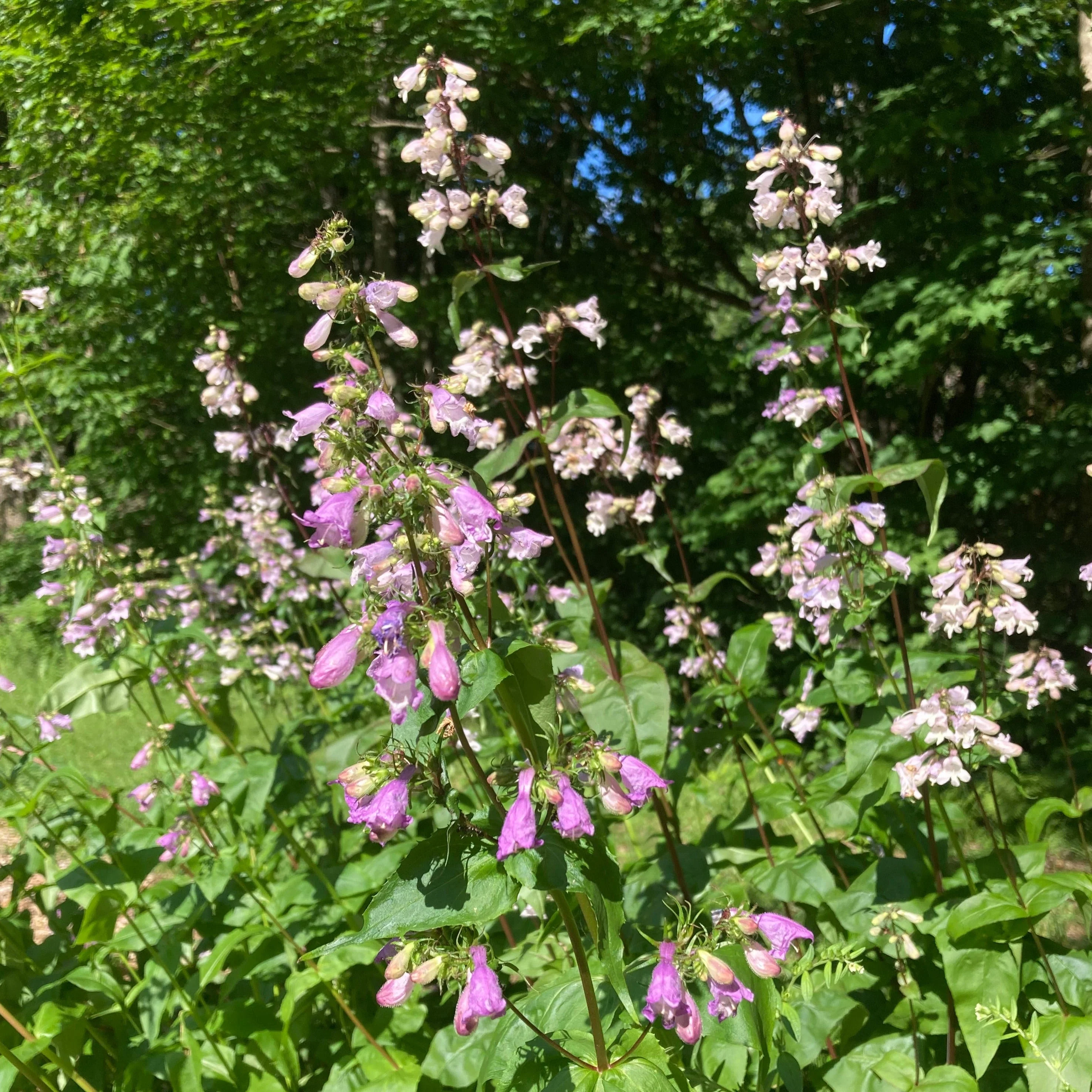 Penstemon, Smooth (Penstemon digitalis)