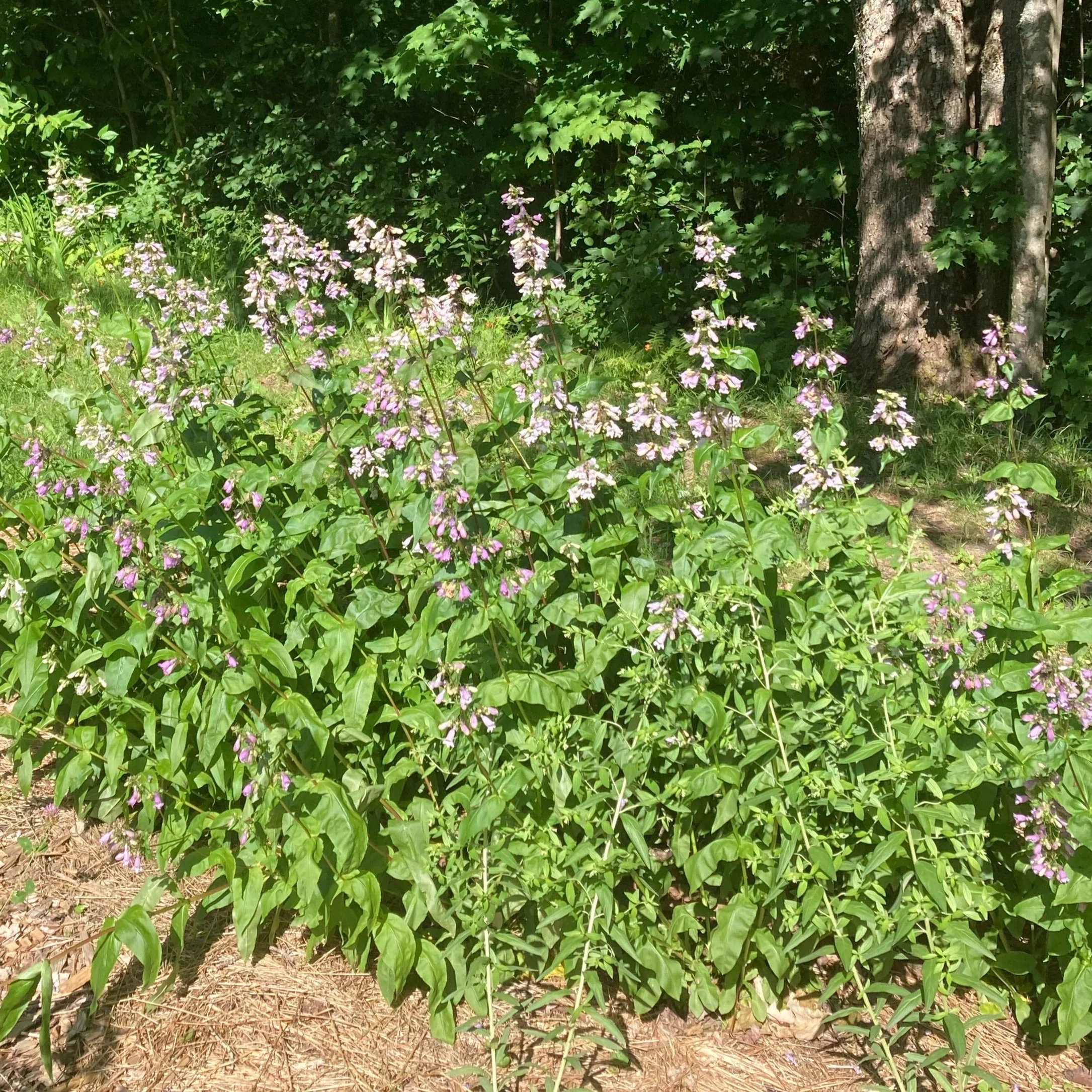 Penstemon, Smooth (Penstemon digitalis) - Image 3