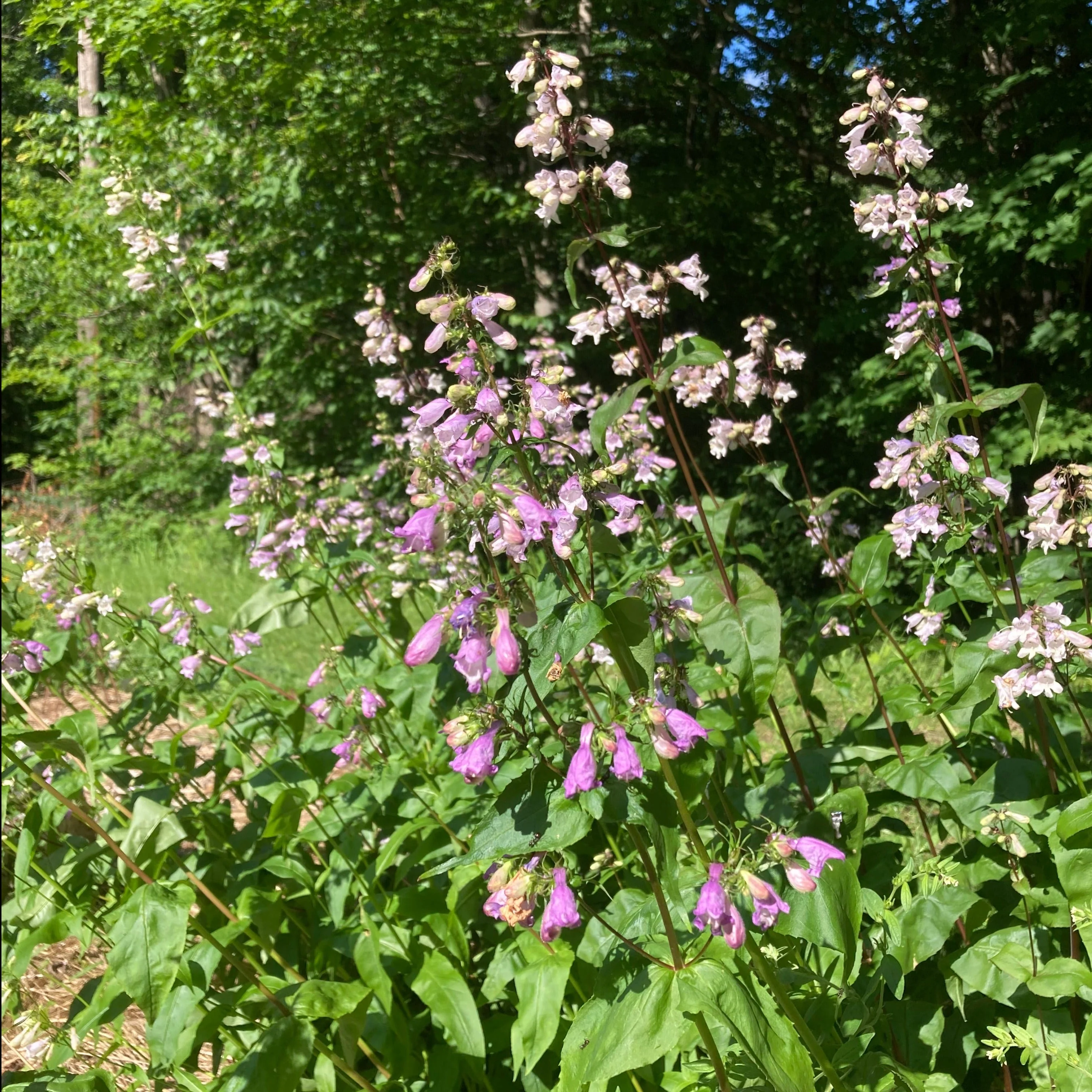 Penstemon, Smooth (Penstemon digitalis) - Image 5