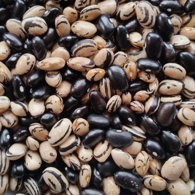 Peregion Bean