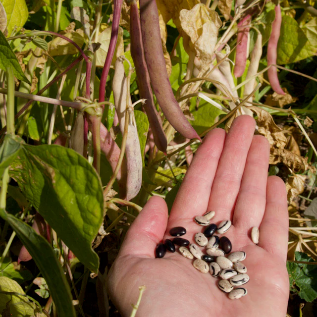 Peregion Bean - Image 2