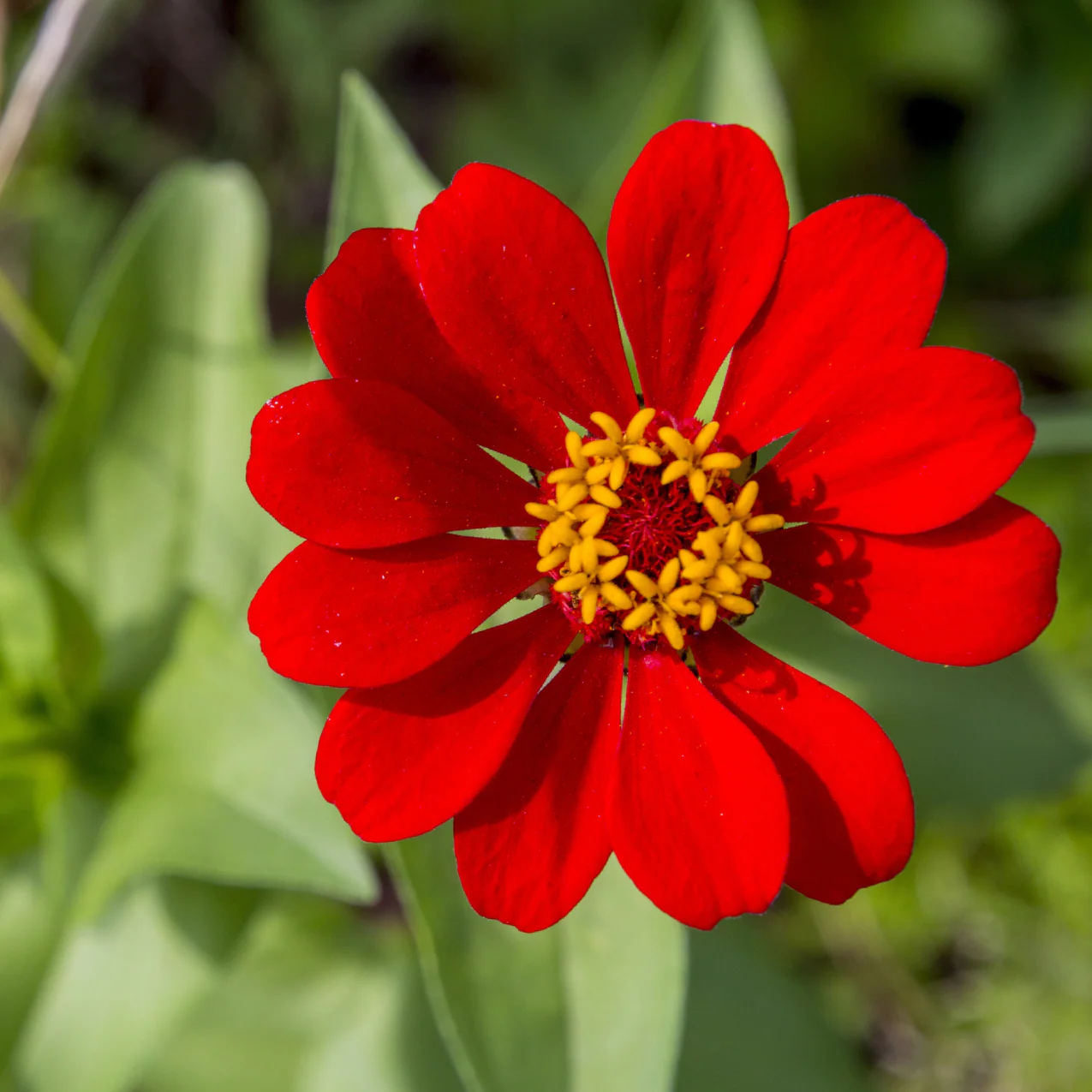 Peruvian Zinnia - Image 2