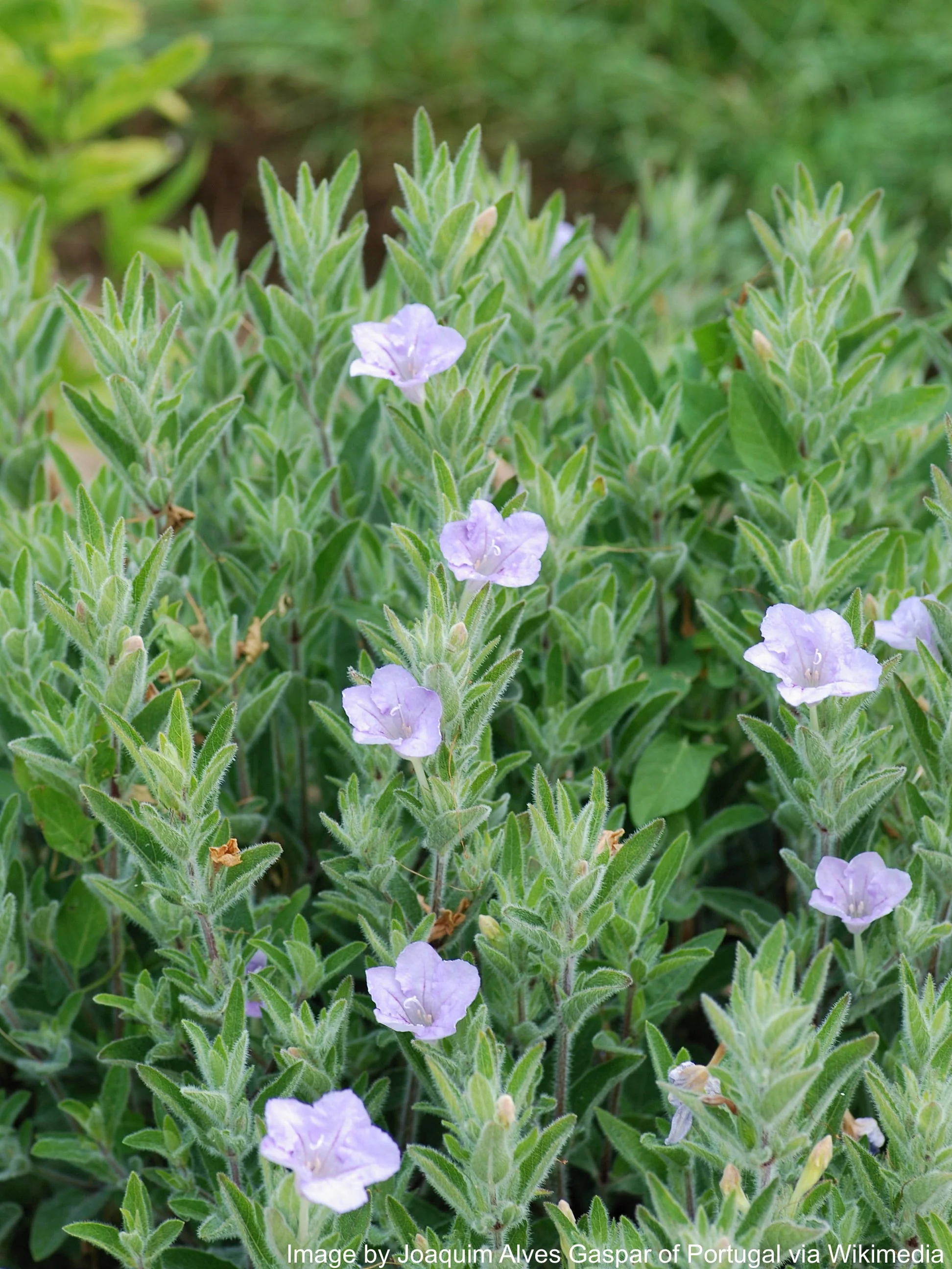Petunia, Wild (Ruellia humilis) - Image 2