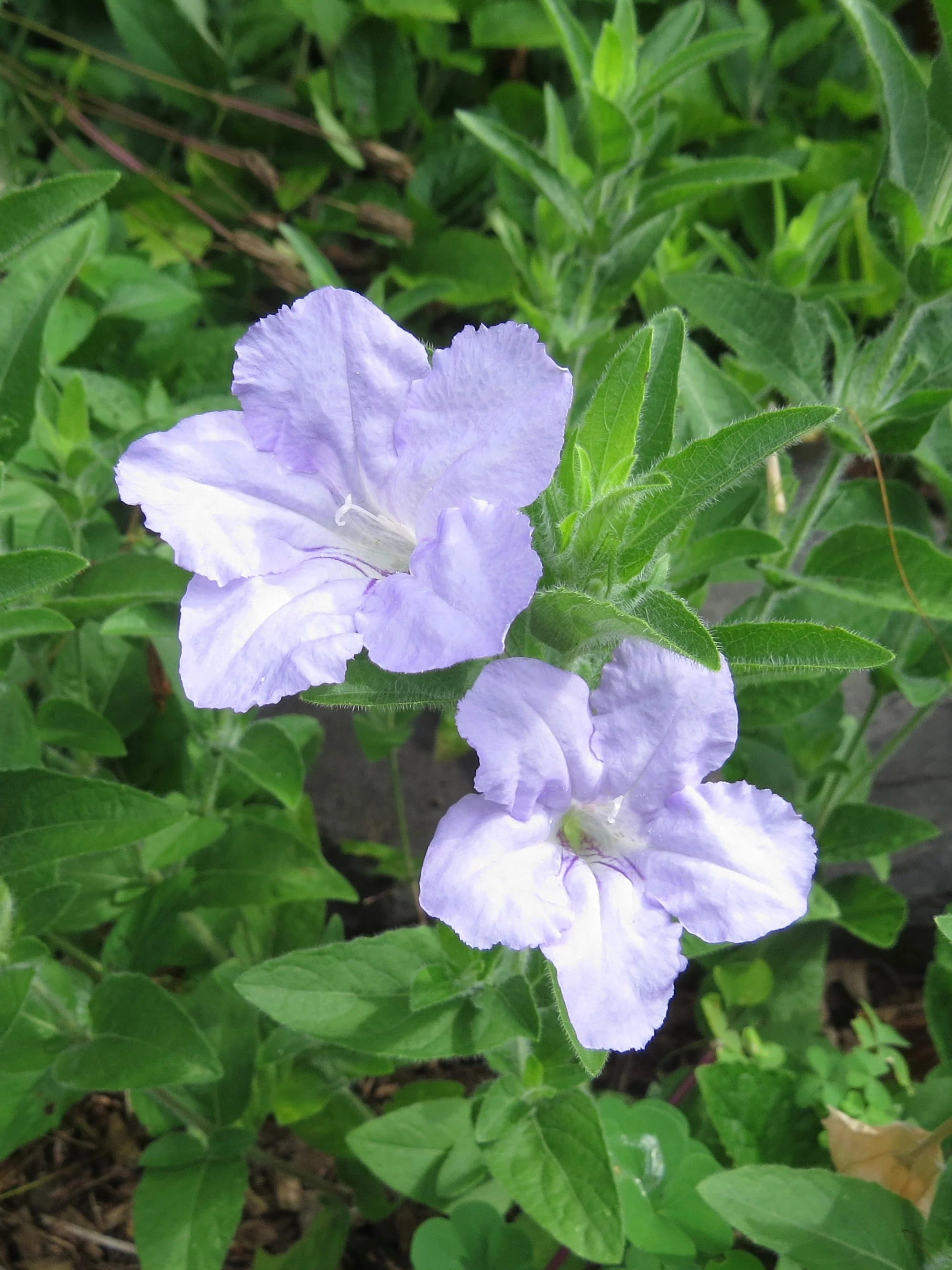 Petunia, Wild (Ruellia humilis) - Image 3