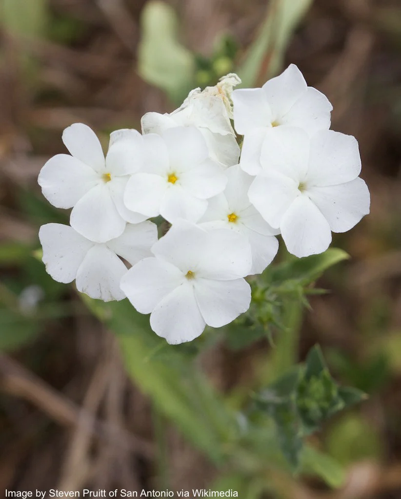 Phlox, Annual (Phlox drummondii) - Image 3