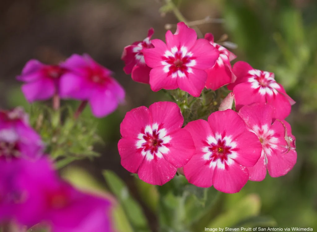 Phlox, Annual (Phlox drummondii) - Image 4