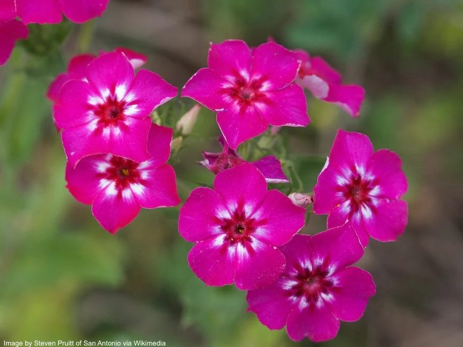 Phlox, Annual (Phlox drummondii) - Image 6