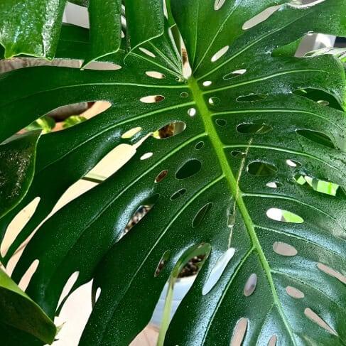 Plant Perfection - Image 4