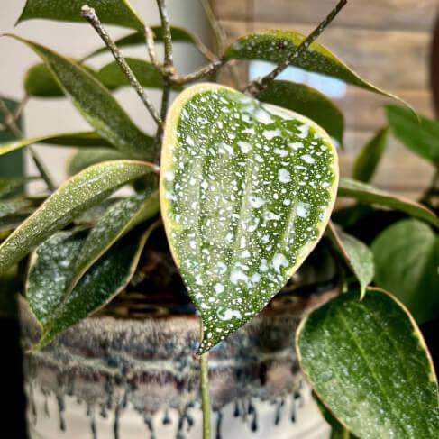 Plant Perfection - Image 7
