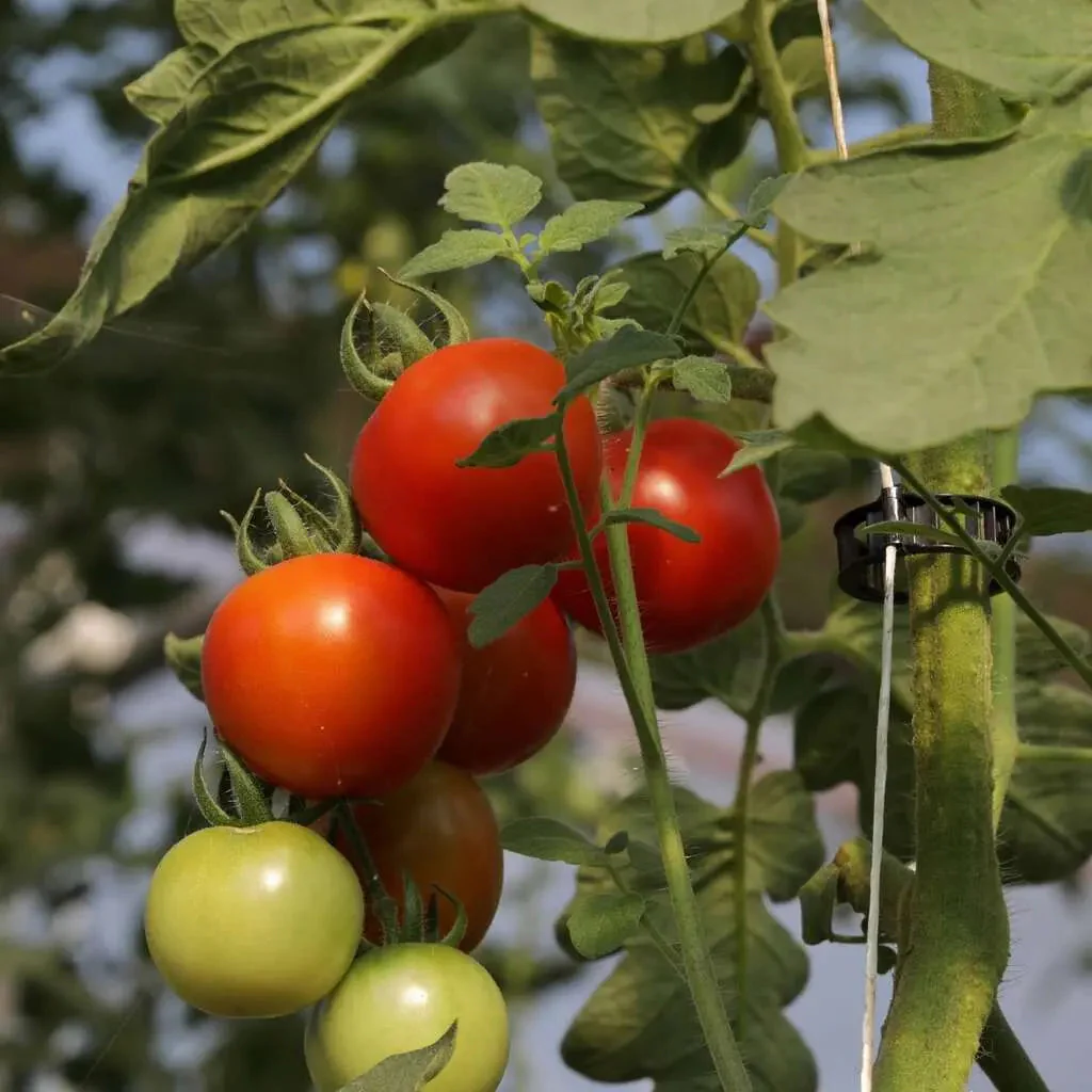 Plant Support Vine Clips - Image 2