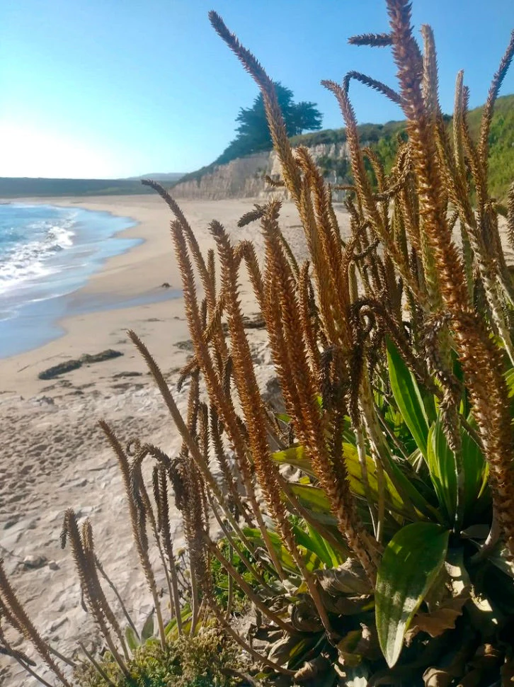 Plantain, Tall Coastal (Plantago subnuda) - Image 2