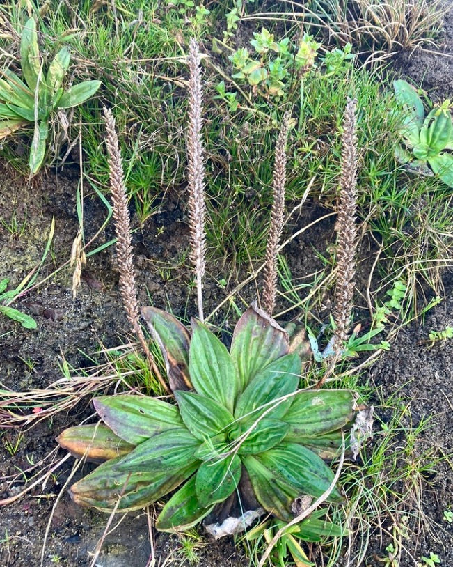 Plantain, Tall Coastal (Plantago subnuda) - Image 3