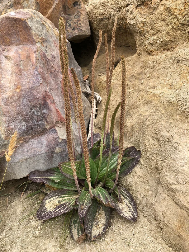 Plantain, Tall Coastal (Plantago subnuda) - Image 4