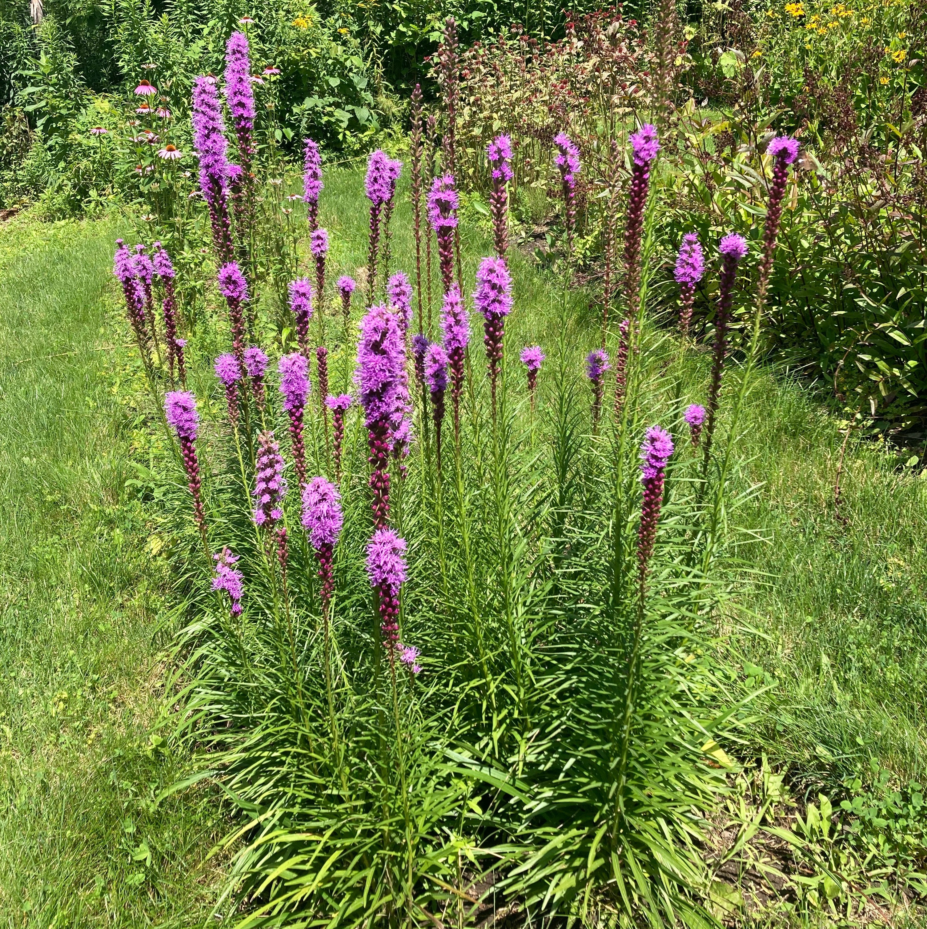 *Pollinator Garden Collection* ("Love Thy Pollineighbor") - Image 10