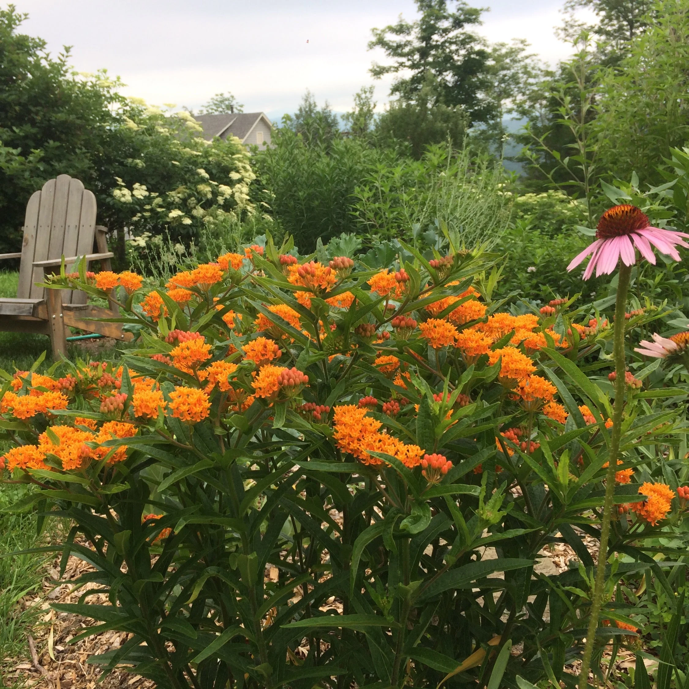 *Pollinator Garden Collection* ("Love Thy Pollineighbor") - Image 11