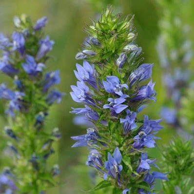 *Pollinator Garden Collection* ("Love Thy Pollineighbor") - Image 12