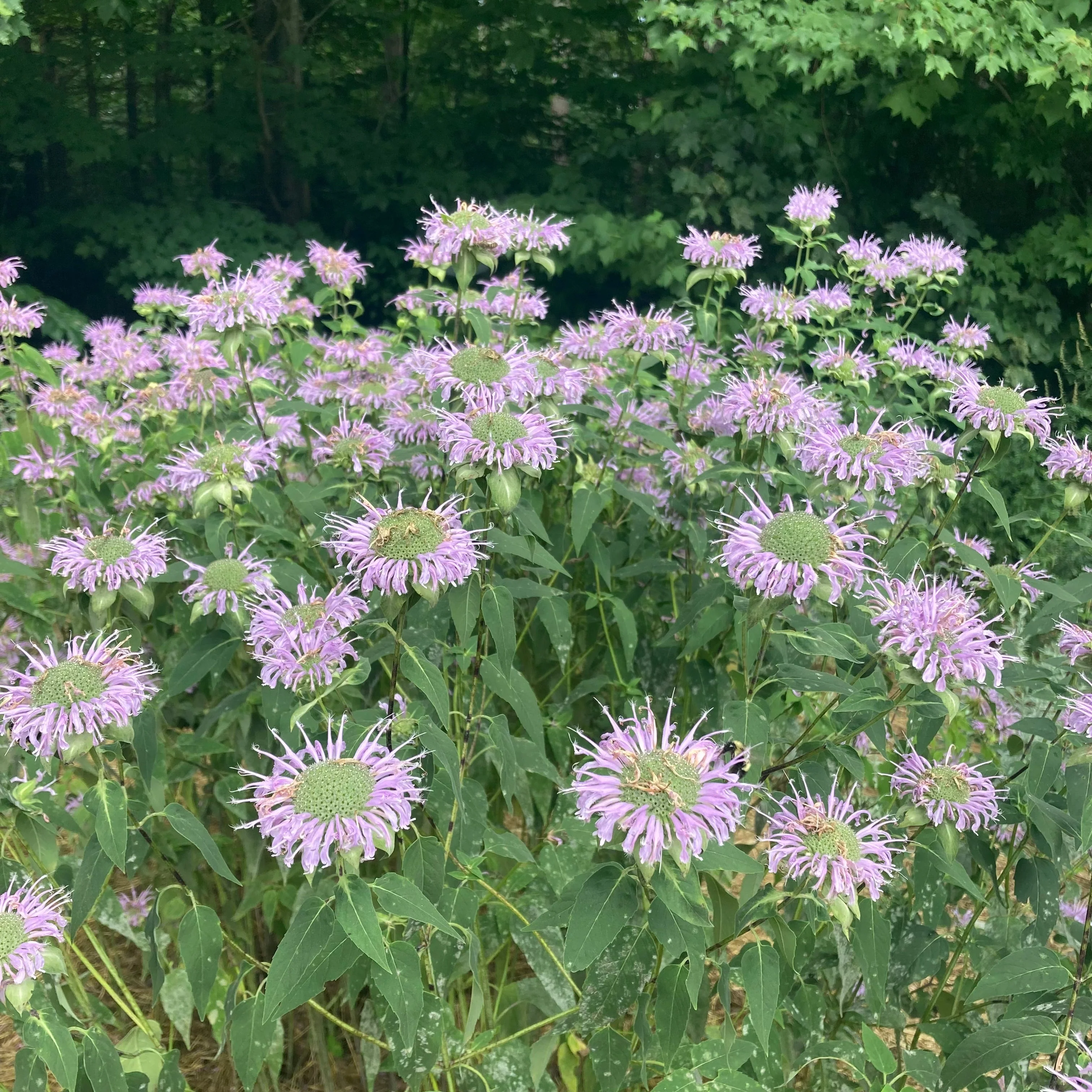 *Pollinator Garden Collection* ("Love Thy Pollineighbor") - Image 15