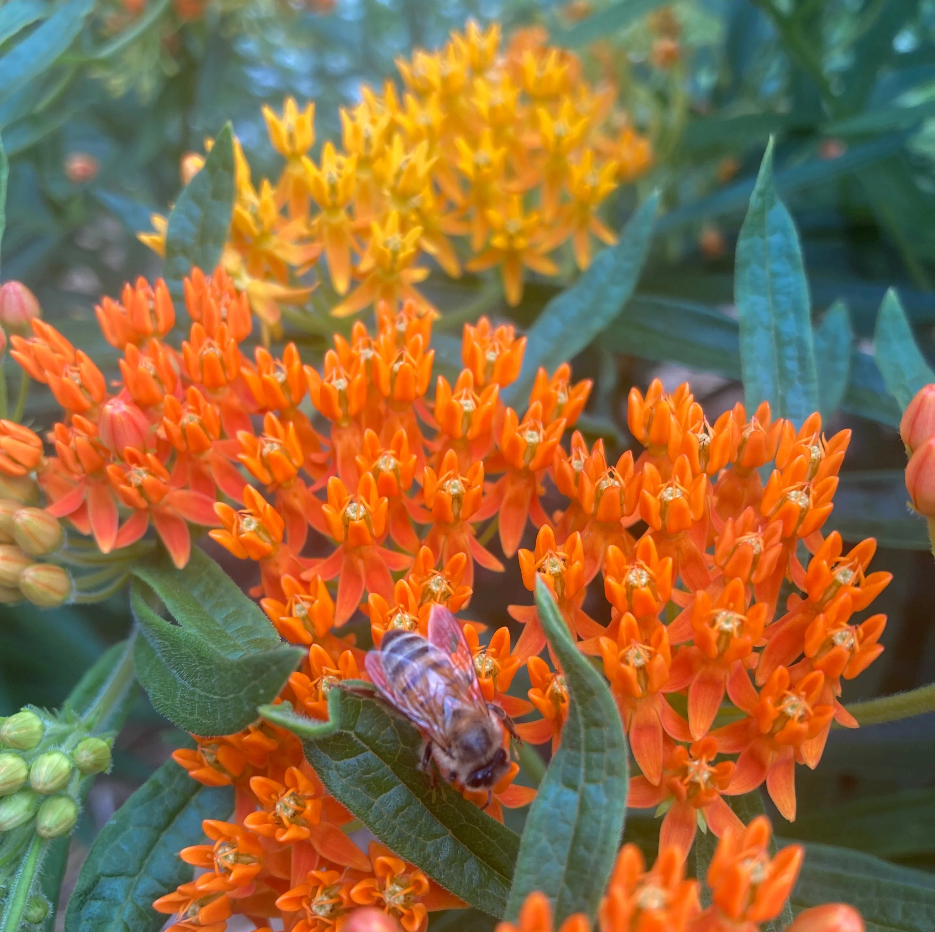 *Pollinator Garden Collection* ("Love Thy Pollineighbor") - Image 16