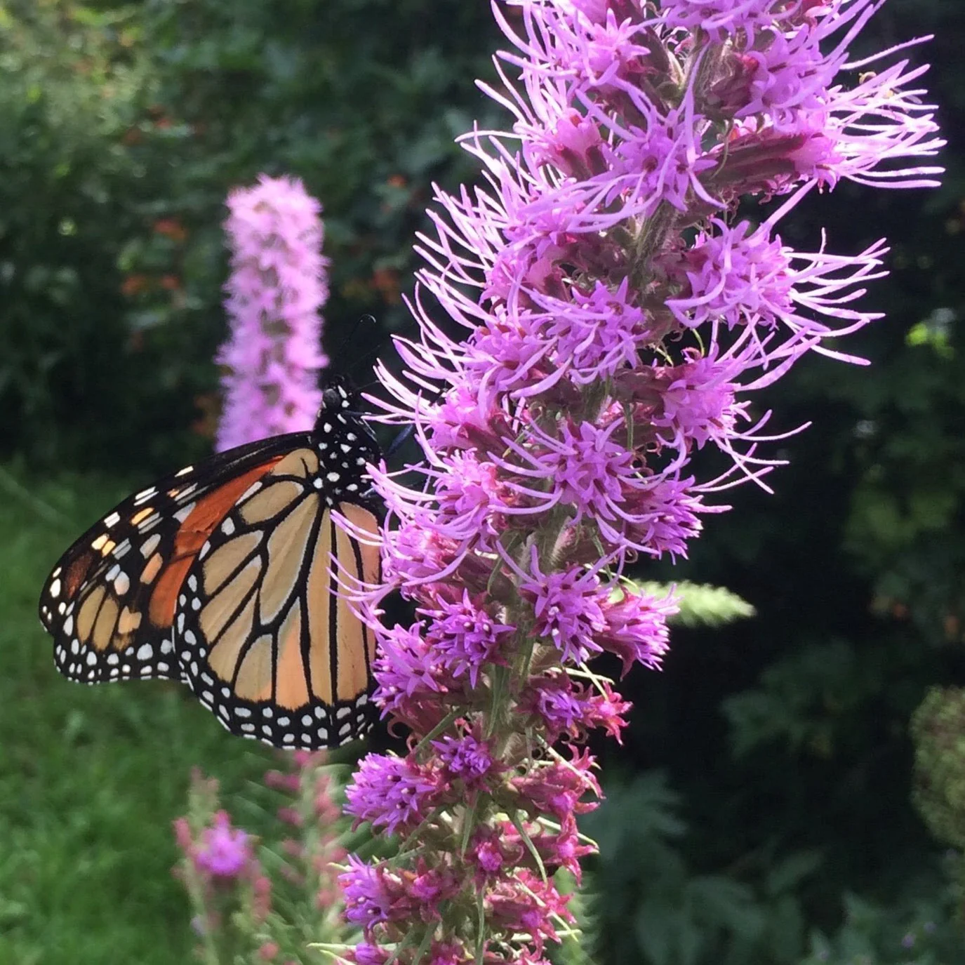 *Pollinator Garden Collection* ("Love Thy Pollineighbor") - Image 17