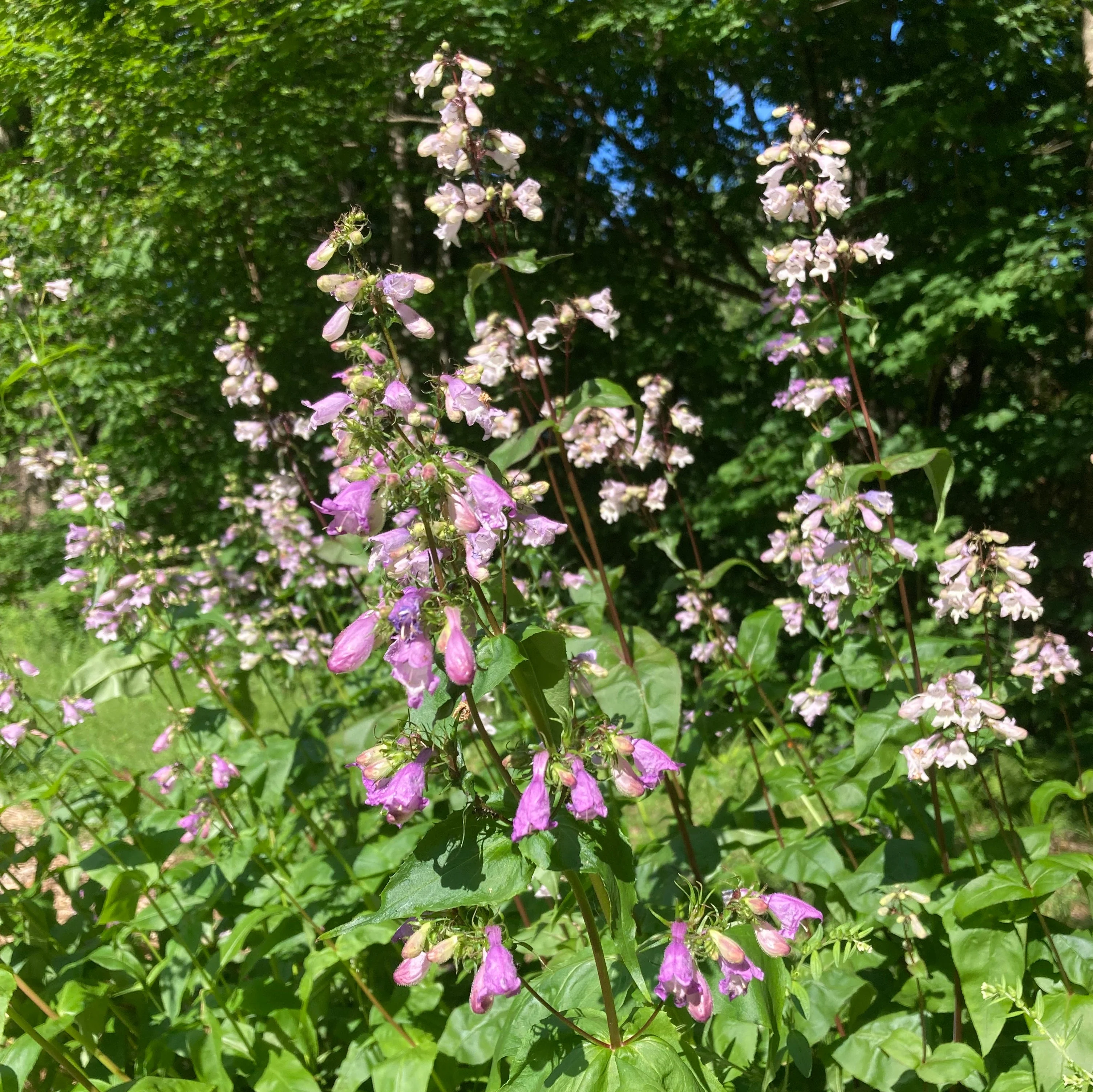 *Pollinator Garden Collection* ("Love Thy Pollineighbor") - Image 18