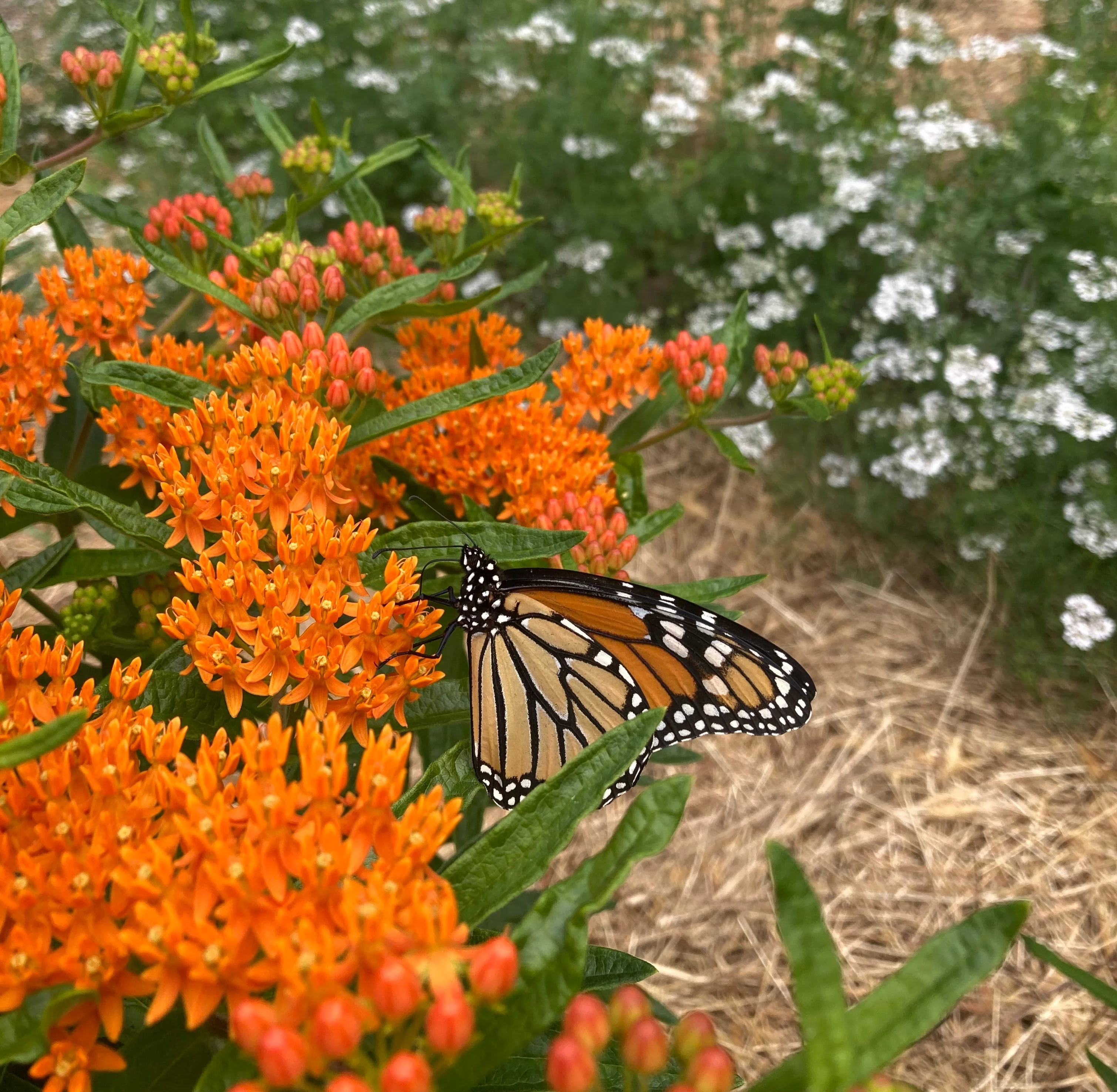 *Pollinator Garden Collection* ("Love Thy Pollineighbor") - Image 19