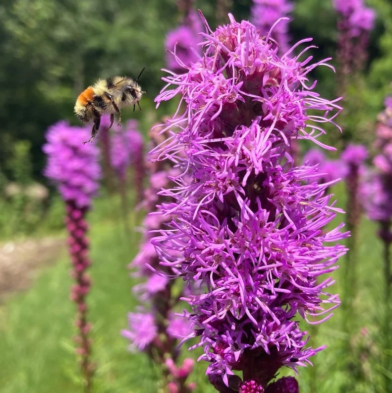 *Pollinator Garden Collection* ("Love Thy Pollineighbor") - Image 2