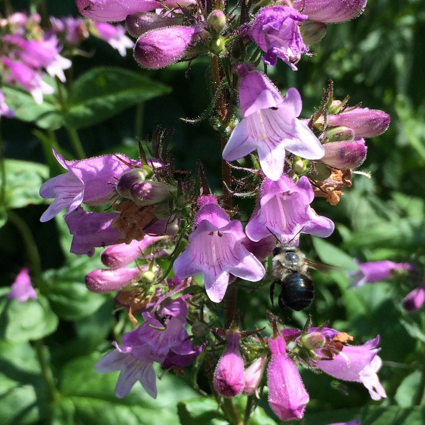 *Pollinator Garden Collection* ("Love Thy Pollineighbor") - Image 21
