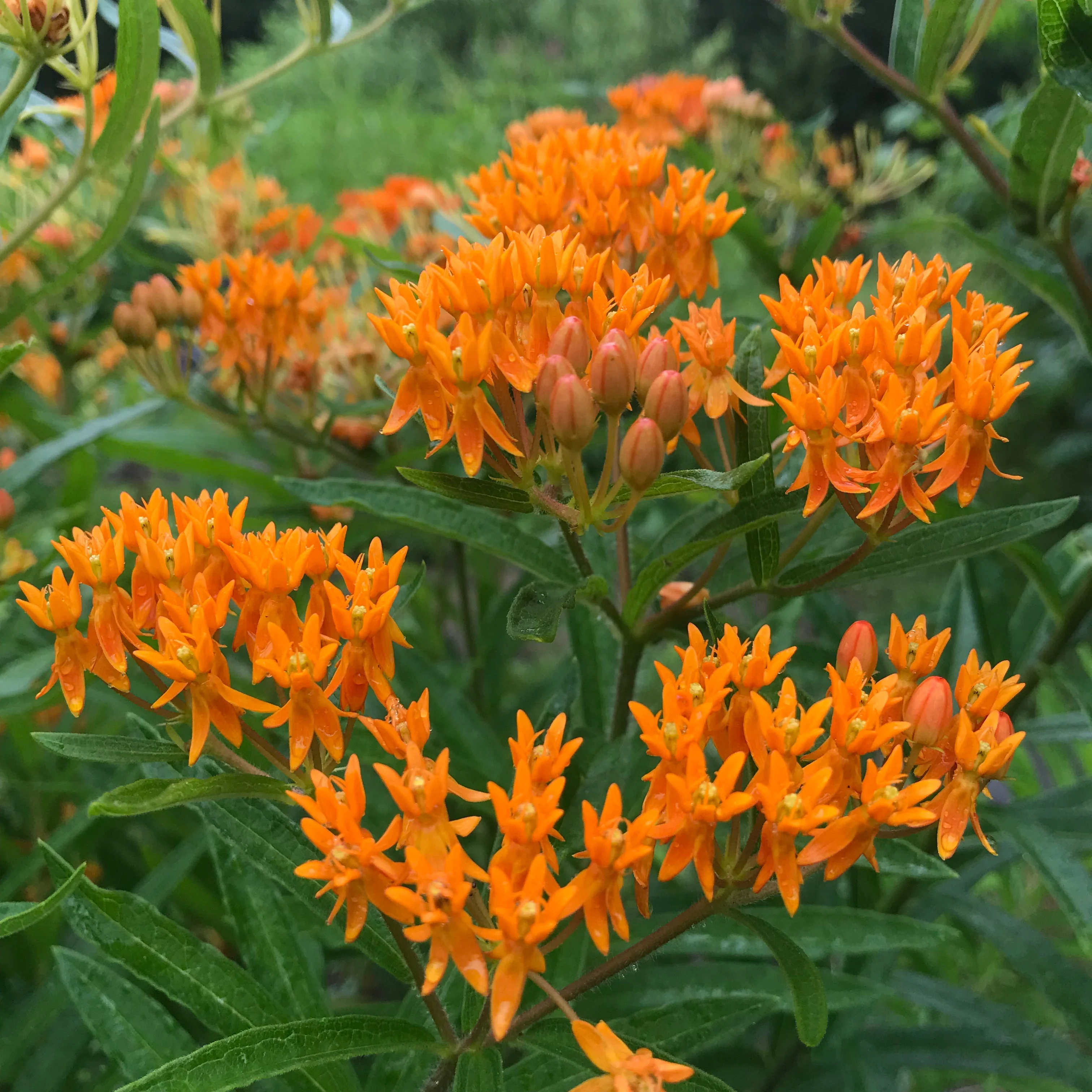 *Pollinator Garden Collection* ("Love Thy Pollineighbor") - Image 22