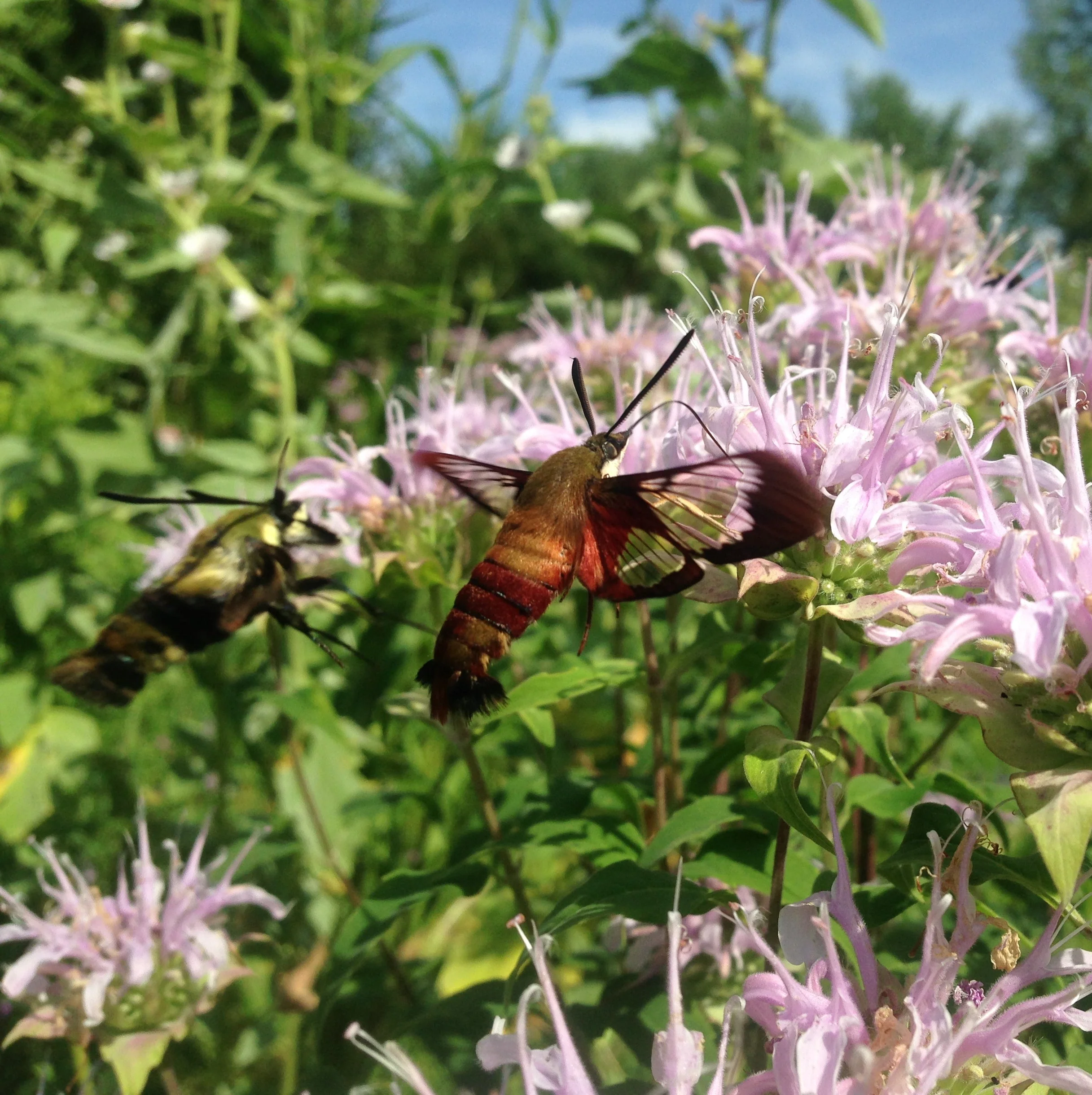 *Pollinator Garden Collection* ("Love Thy Pollineighbor") - Image 4