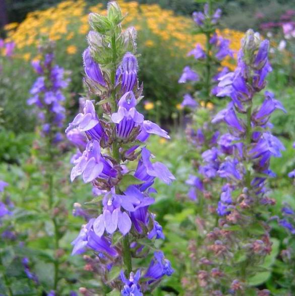 *Pollinator Garden Collection* ("Love Thy Pollineighbor") - Image 5