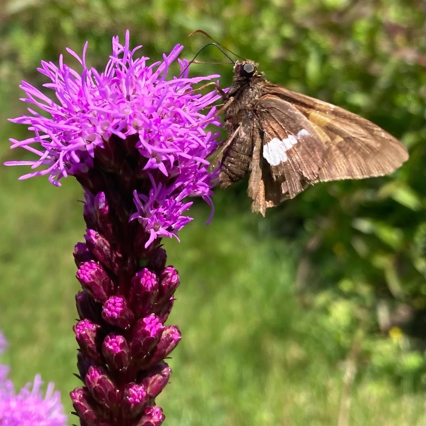 *Pollinator Garden Collection* ("Love Thy Pollineighbor") - Image 6