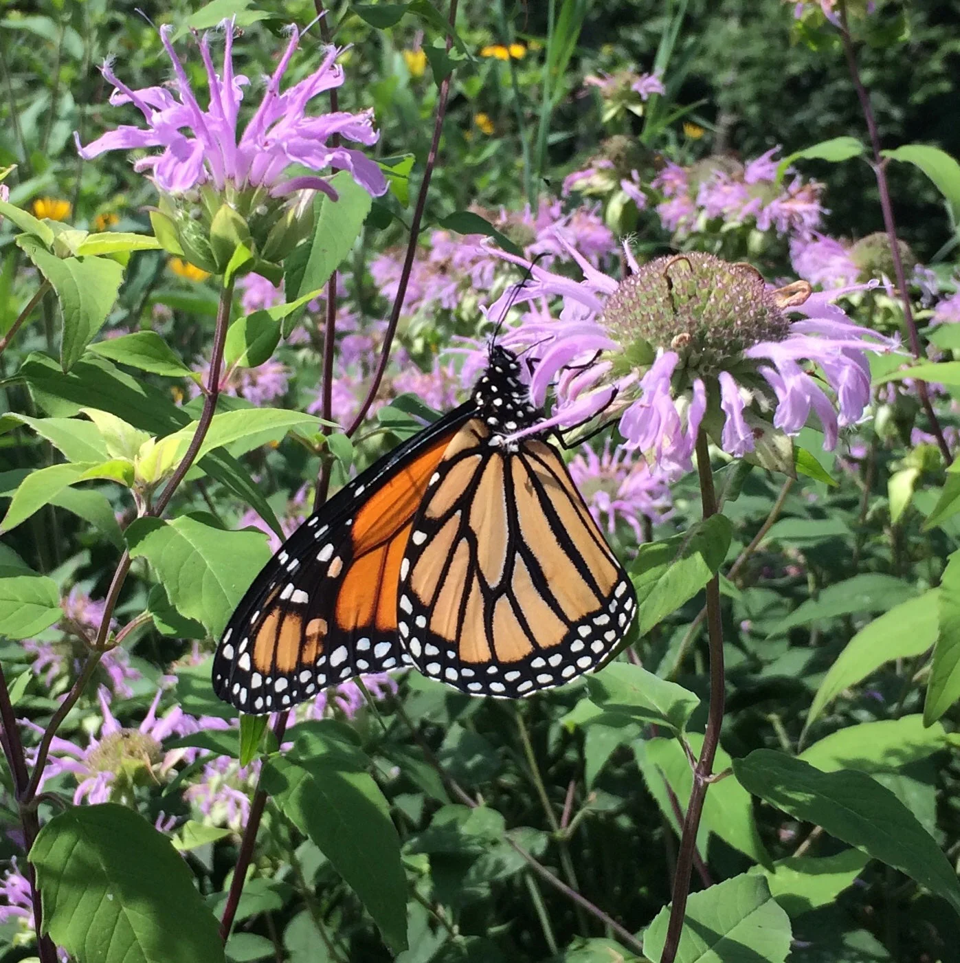 *Pollinator Garden Collection* ("Love Thy Pollineighbor") - Image 8