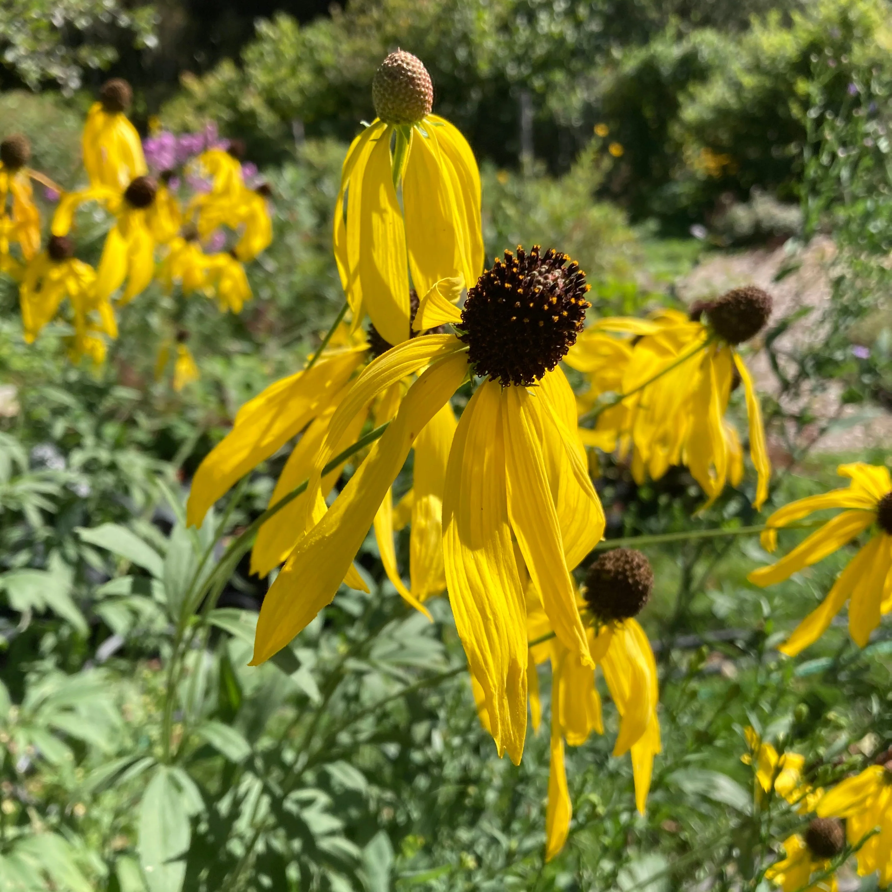 *Pollinator Garden Collection* ("Love Thy Pollineighbor") - Image 9