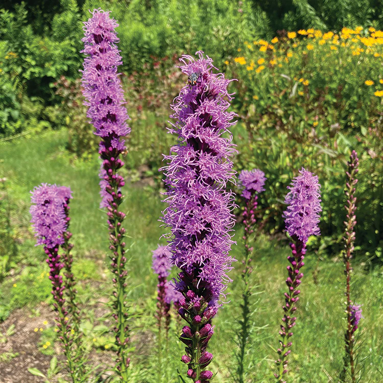 POLLINATOR GARDEN SEED KIT - Image 10
