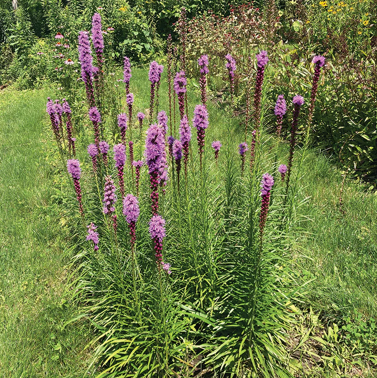 POLLINATOR GARDEN SEED KIT - Image 11