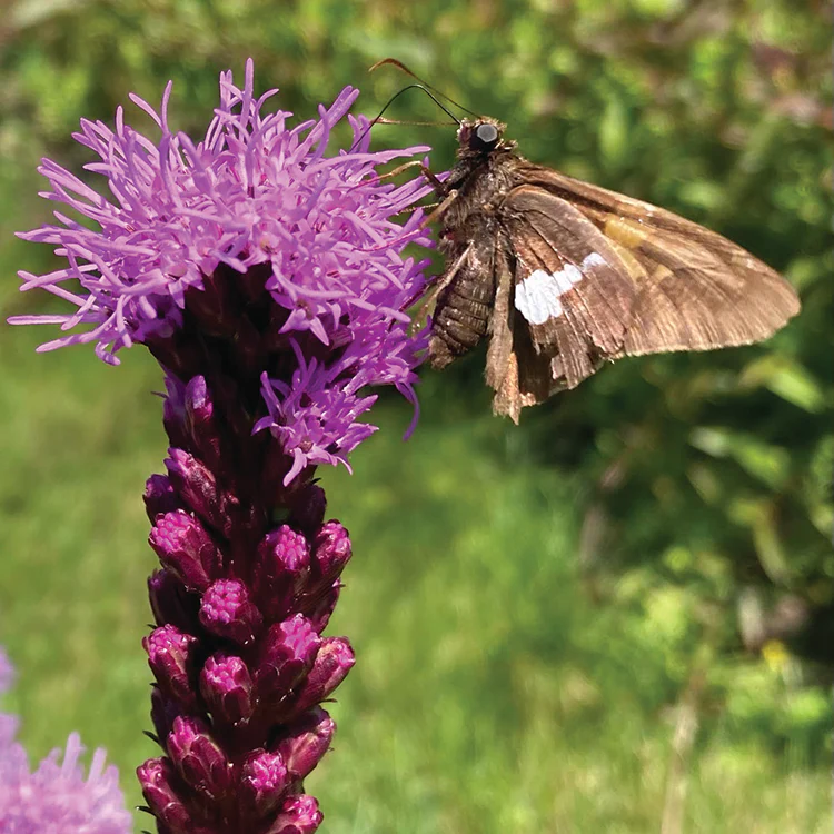POLLINATOR GARDEN SEED KIT - Image 12