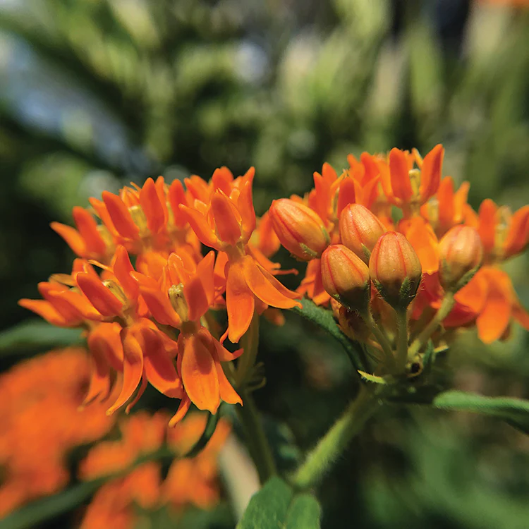 POLLINATOR GARDEN SEED KIT - Image 18