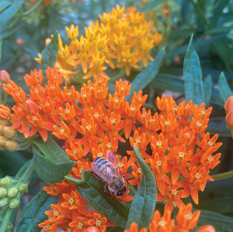 POLLINATOR GARDEN SEED KIT - Image 19