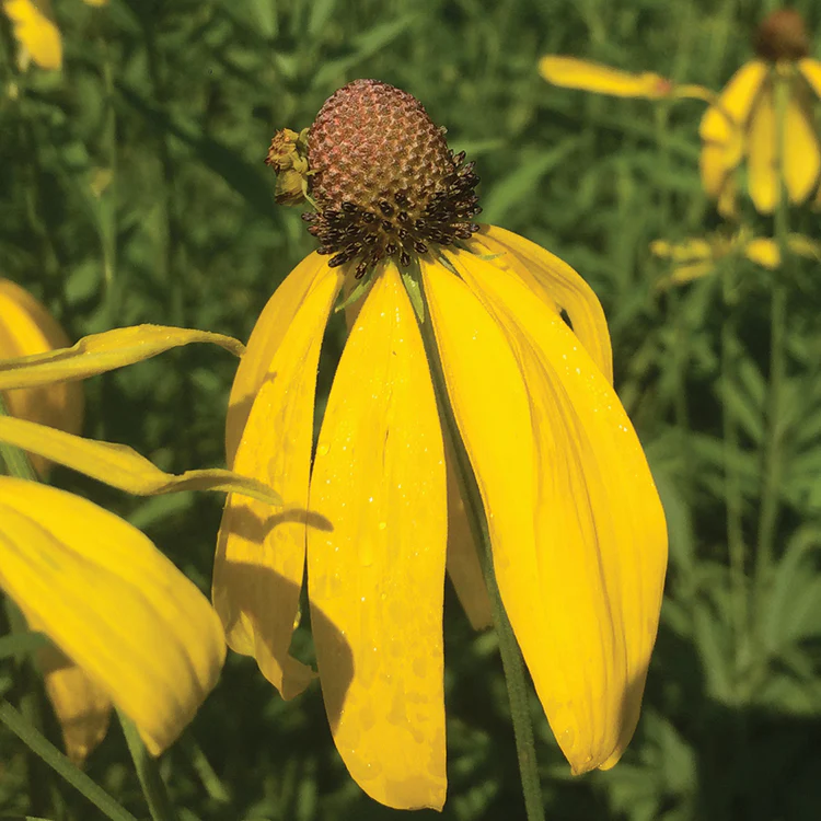 POLLINATOR GARDEN SEED KIT - Image 3