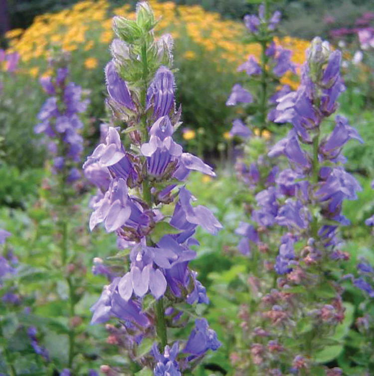 POLLINATOR GARDEN SEED KIT - Image 5