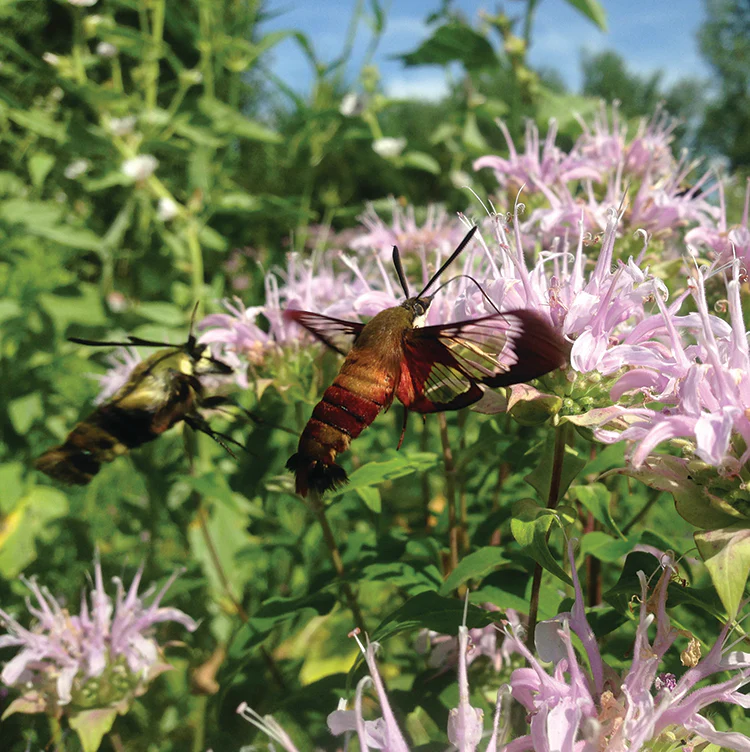 POLLINATOR GARDEN SEED KIT - Image 7
