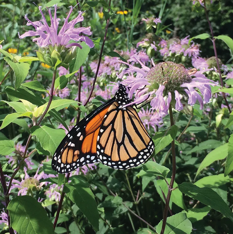 POLLINATOR GARDEN SEED KIT - Image 8